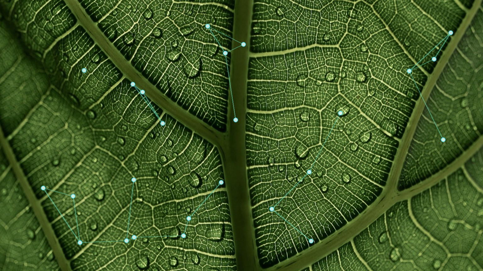 Hoja y red de datos que representan la economía circular de ECODATANET
